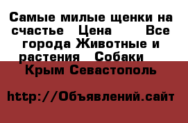 Самые милые щенки на счастье › Цена ­ 1 - Все города Животные и растения » Собаки   . Крым,Севастополь